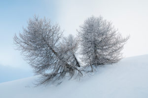 Frozen trees after a snowfall, winter mood, Falcade, Valles pass, Belluno, Veneto, Italy Frozen trees after a snowfall, winter mood, Falcade, Valles pass, Belluno, Veneto, Italy